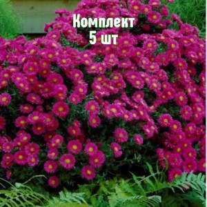 Комплект 5шт / Астра Дженни