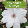 Саженцы клематиса Фую-Но-Таби (Fuyu-no-tabi) -  5 шт.