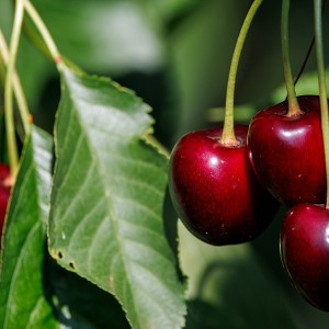 Вишня Севастьяновская