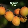 Комплект 5шт / Абрикос Восточно-Сибирский: фото и описание