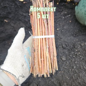 Комплект 5шт / Черенки Чубушника